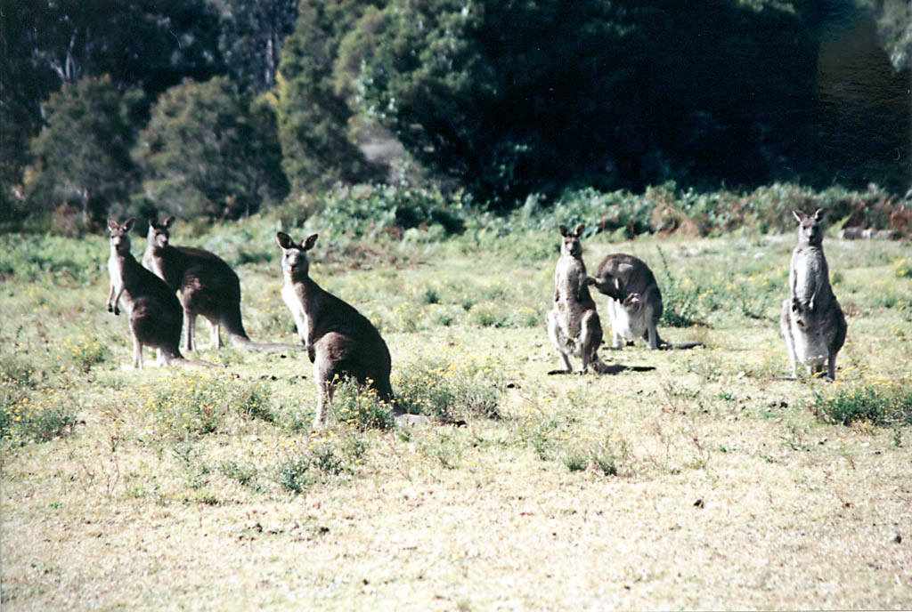 Kangaroo (Category:  Travel)