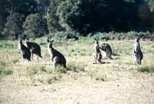 Kangaroo (Category:  Travel)