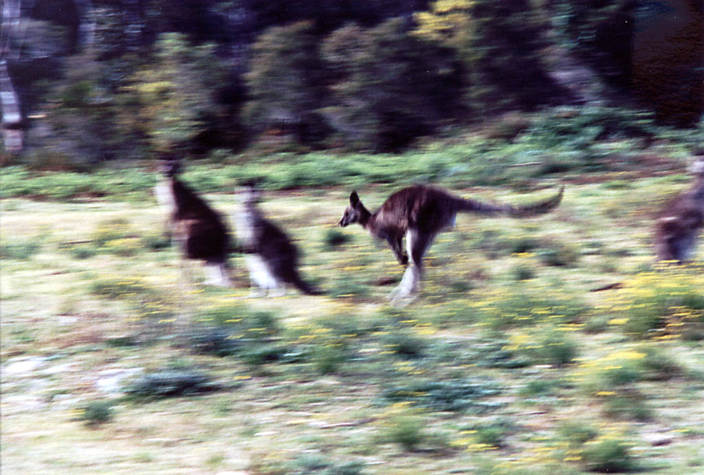 Kangaroo in motion. (Category:  Travel)