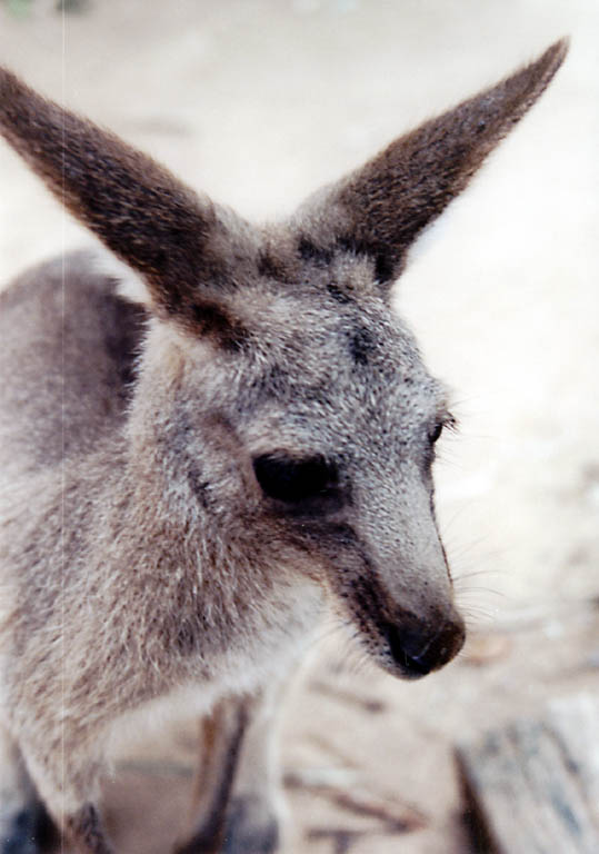 Kangaroo (Category:  Travel)