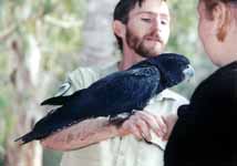 Anna with a female Red Tail Cockatoo (Category:  Travel)