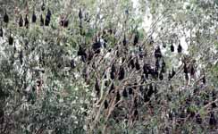 Lots of fruit bats (Category:  Travel)