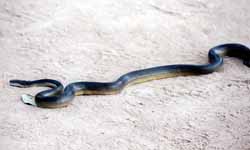 Water Python (Category:  Travel)