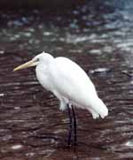 Egret (Category:  Travel)