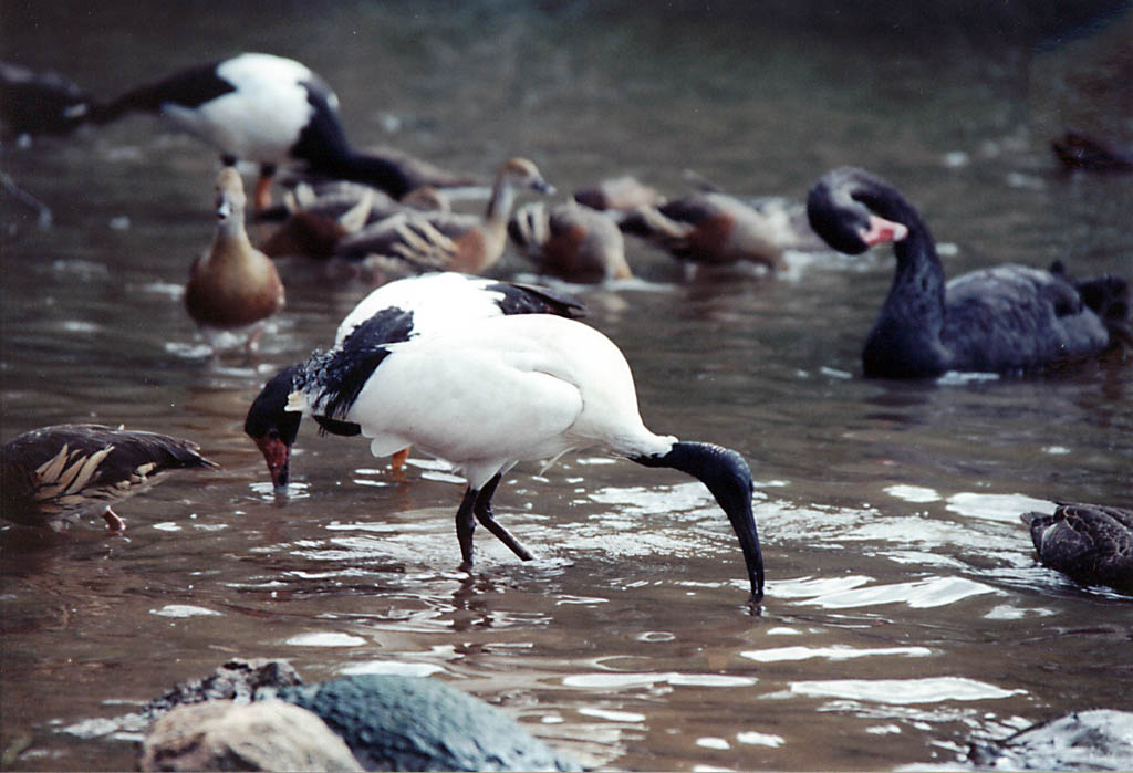 Scoop Billed Ibis (Category:  Travel)