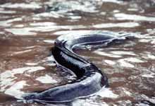 A startlingly creepy eel (Category:  Travel)
