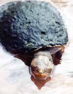 Turtle (Category:  Travel)