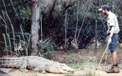 This is the Crocodile they named Snappy Tom.  He is 3.9m long and weighs 600kg (Category:  Travel)