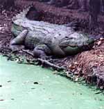 The biggest Crocodile in the sanctuary: 650kg (Category:  Travel)