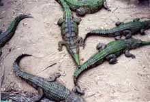 Fresh water Crocodiles.  Smaller than the salties, they don't see humans as food, but will bite defensively. (Category:  Travel)