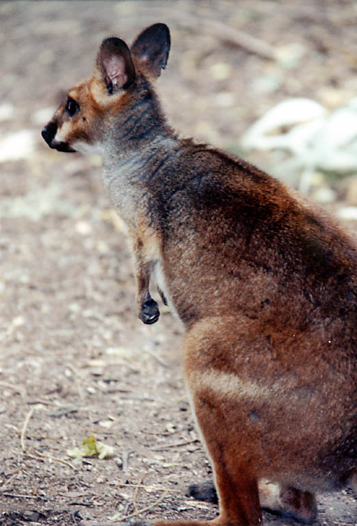 Red Legged Pademelon (Category:  Travel)