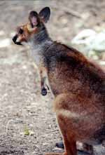 Red Legged Pademelon (Category:  Travel)