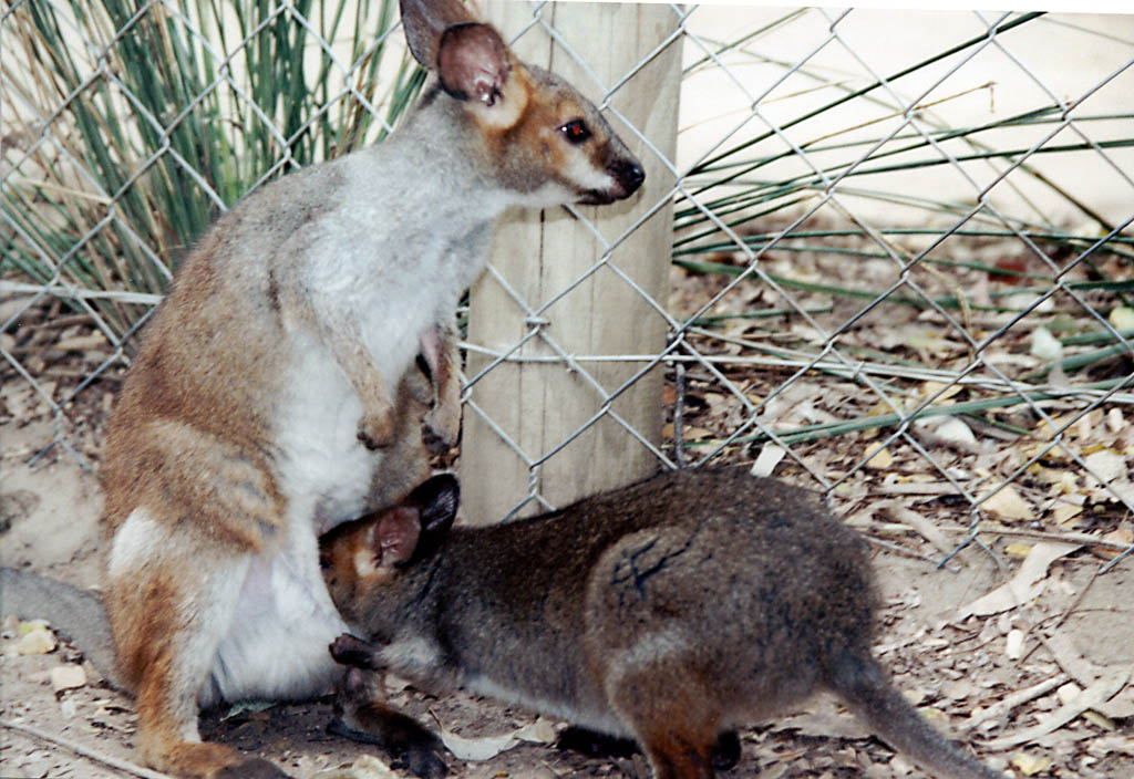 Red Legged Pademelon nursing (Category:  Travel)