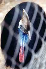 Cassowary, taken through a chain link fence (Category:  Travel)