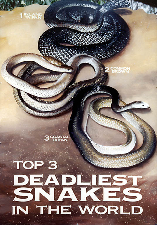 Australia has 176 native snake species. (Category:  Travel)