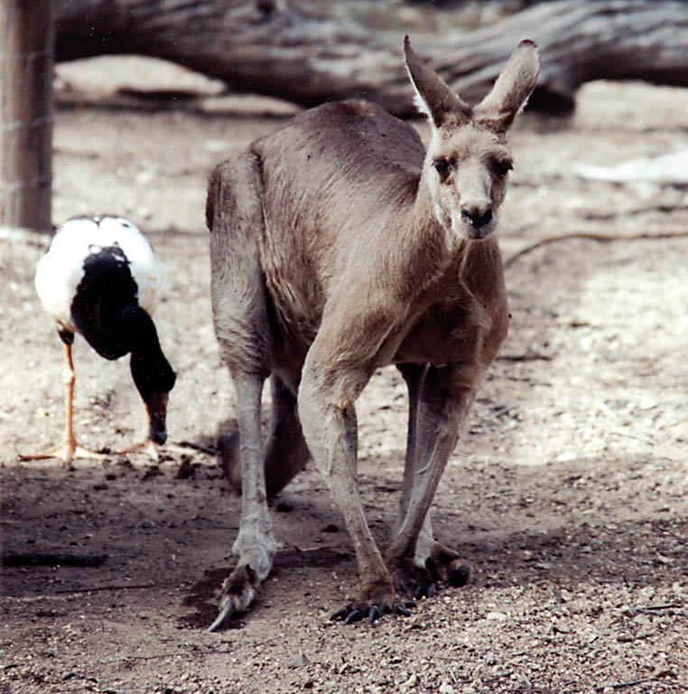 Kangaroo (Category:  Travel)