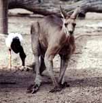 Kangaroo (Category:  Travel)