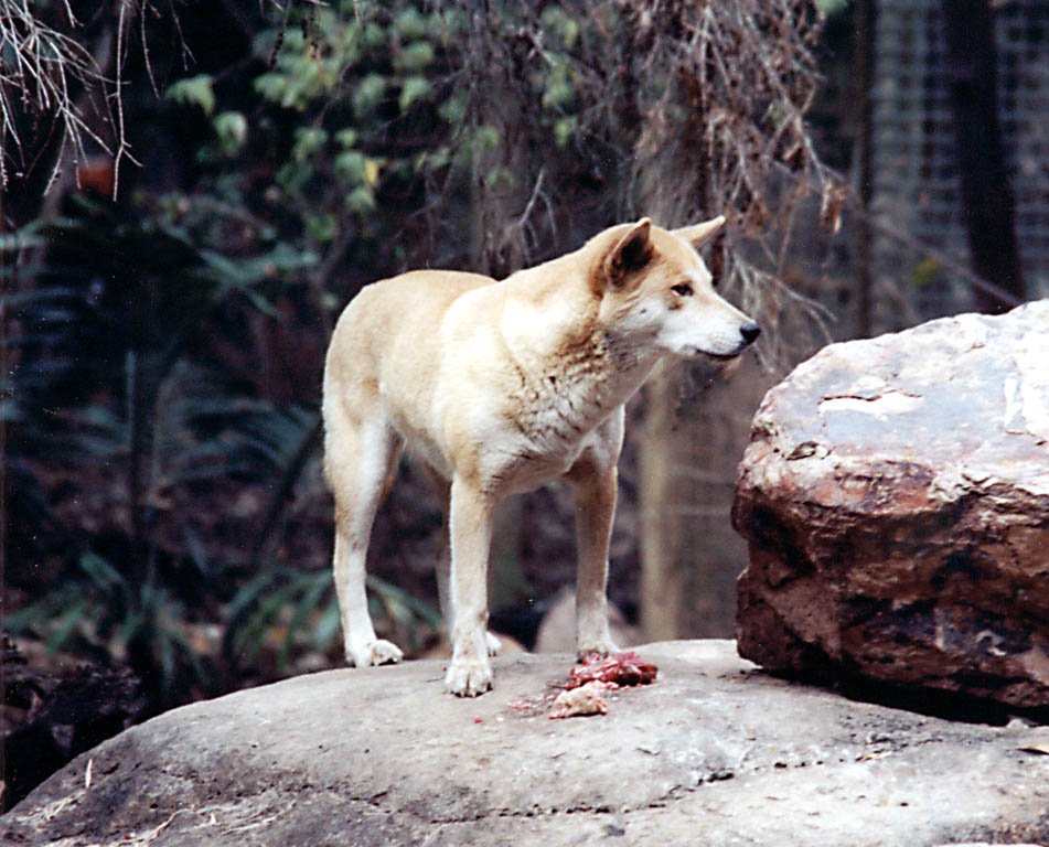 Dingo (Category:  Travel)