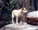 Dingo (Category:  Travel)