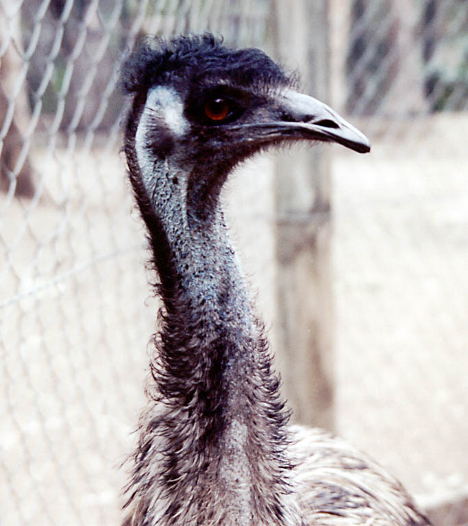 Emu.  They make deep grumbling noises in their throat. (Category:  Travel)