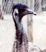 Emu.  They make deep grumbling noises in their throat. (Category:  Travel)