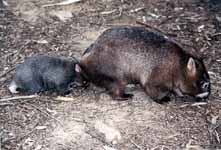 Mother and baby Wombat.  The Wombat is the closest living relative to the Koala. (Category:  Travel)