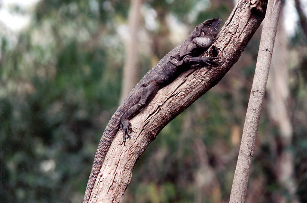 Frilly Necked Lizard (Category:  Travel)