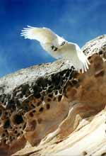 Sulfur Crested Cockatoo in flight. (Category:  Travel)