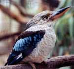 Blue Winged Kookaburra (Category:  Travel)