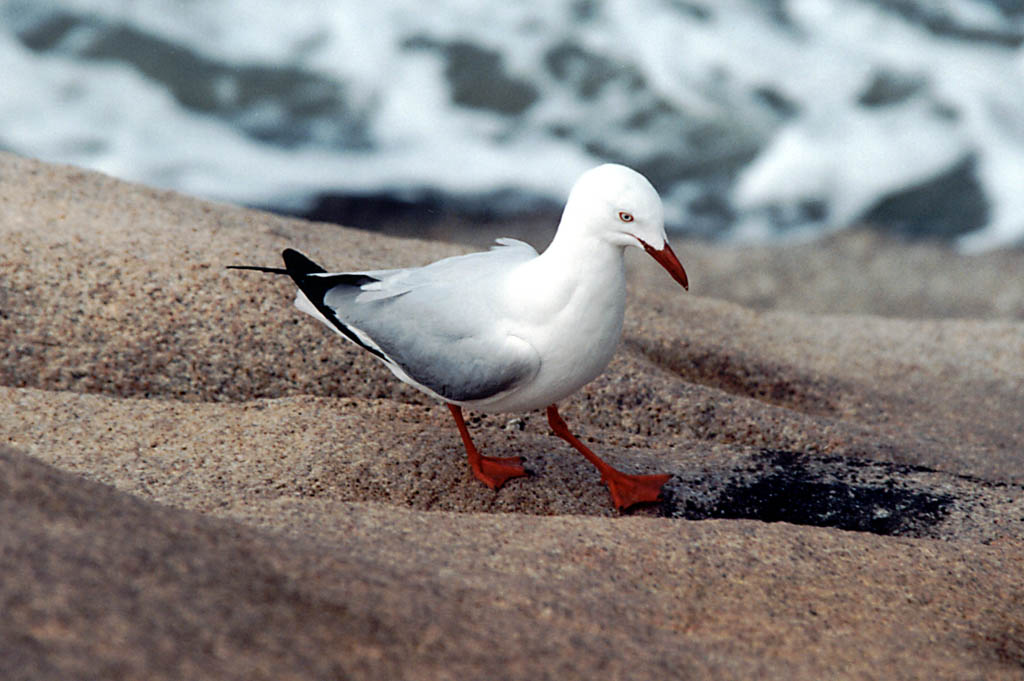 Shore bird (Category:  Travel)