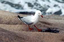 Shore bird (Category:  Travel)