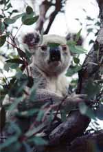 The first wild Koala I saw in Australia. (Category:  Travel)