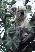 Koala (Category:  Travel)