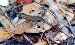 Skink (Category:  Travel)