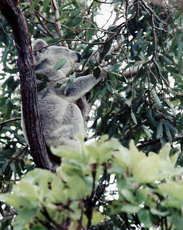 Koala (Category:  Travel)