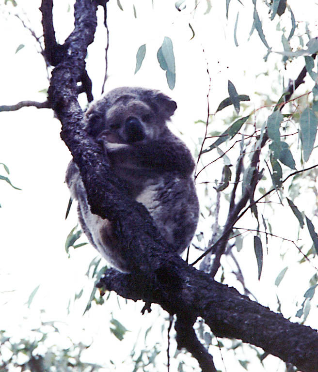 Another Koala (Category:  Travel)