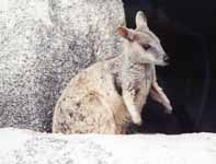 Rock Wallaby (Category:  Travel)