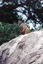 Rock Wallaby (Category:  Travel)