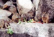 People fed vegetable scraps to the Rock Wallabies. (Category:  Travel)