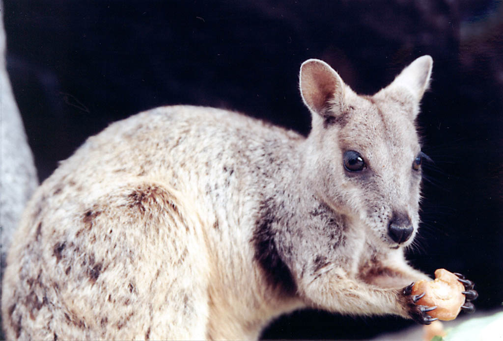 Rock Wallaby (Category:  Travel)