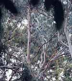 Barely visible in the distance is a Koala with a baby on her back. (Category:  Travel)