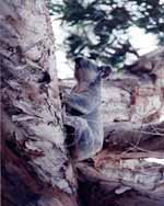 Biggest Koala I saw in Australia. (Category:  Travel)