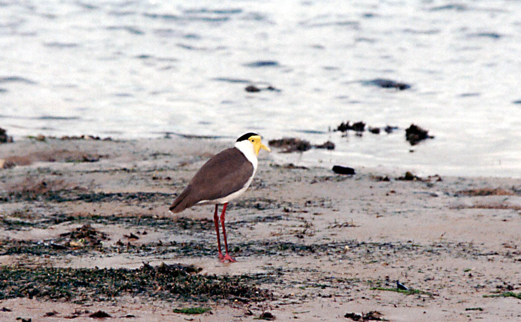 Shore bird (Category:  Travel)