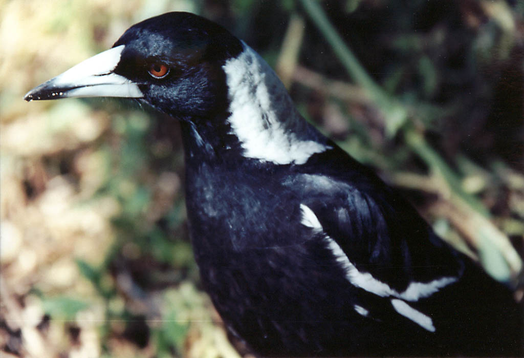 Magpie (Category:  Travel)