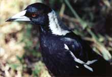 Magpie (Category:  Travel)