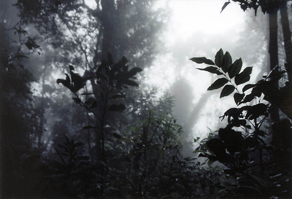 Mist in the rainforest. (Category:  Travel)
