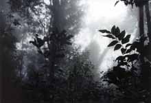 Mist in the rainforest. (Category:  Travel)