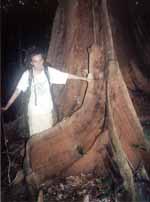 Nicolas with one of the buttress root trees. (Category:  Travel)