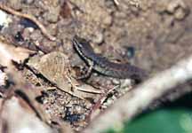 Skink (Category:  Travel)