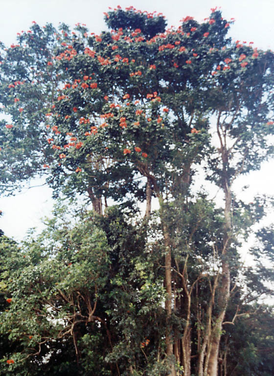 These trees reminded me of the Kapoc, but with bright red flowers instead of bright yellow. (Category:  Travel)